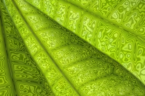 Leafy background — Stock Photo, Image