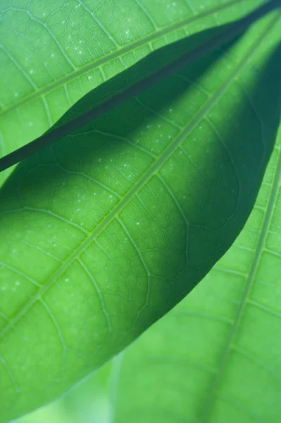 stock image Leafy texture