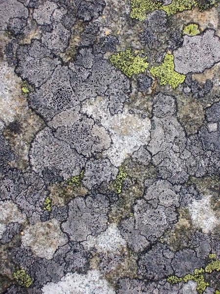 Mossy beschimmelde rots textuur — Stockfoto