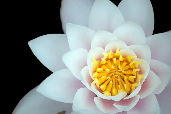 Vit lotusblomma Stockbild