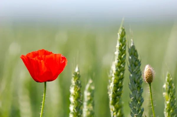 Красный мак и кукурузное поле — стоковое фото