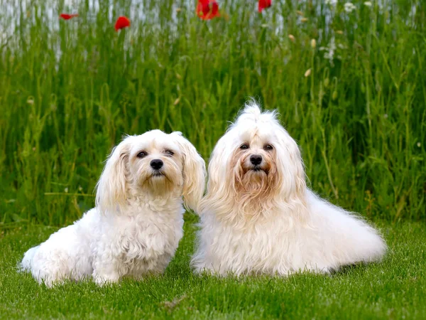 Két bichon havanais kutyák — Stock Fotó