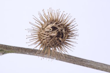 Thistle Seed Head clipart