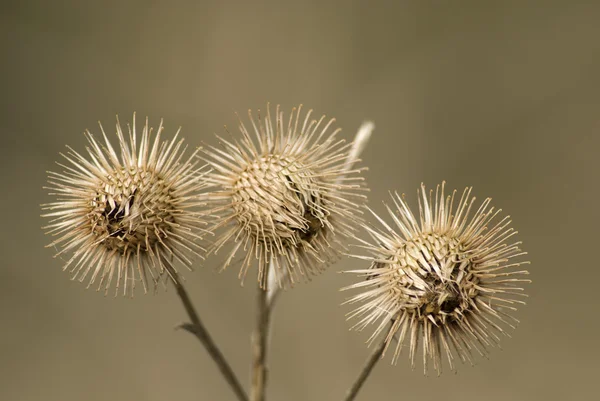 Heads Thistle Heads — Stock Photo, Image