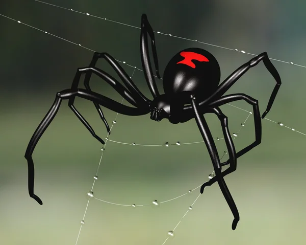 黑寡妇蜘蛛 — 图库照片