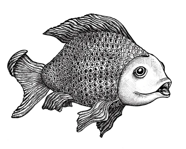 Desenho de peixes — Fotografia de Stock