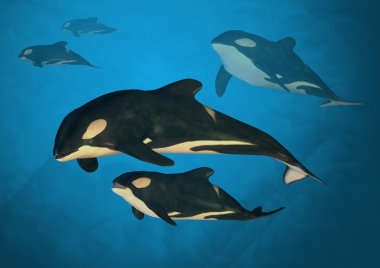 Orca Family clipart