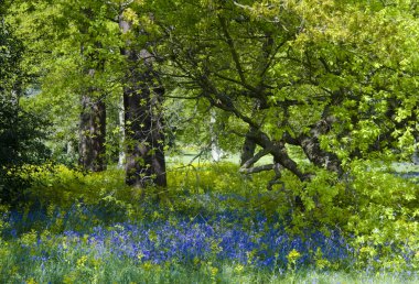 Bluebell wood clipart