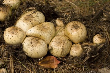 Wild mushrooms in the forest clipart