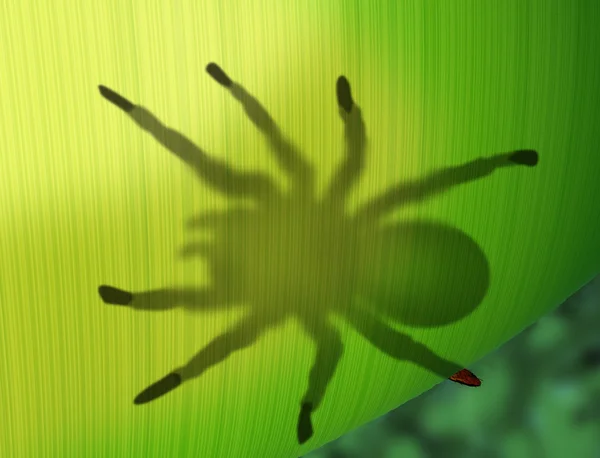 Rainforest pająk chowając się za liść — Zdjęcie stockowe