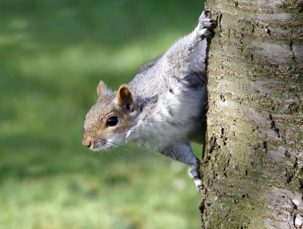 Una ardilla mirando desde detrás de un árbol — Foto de Stock