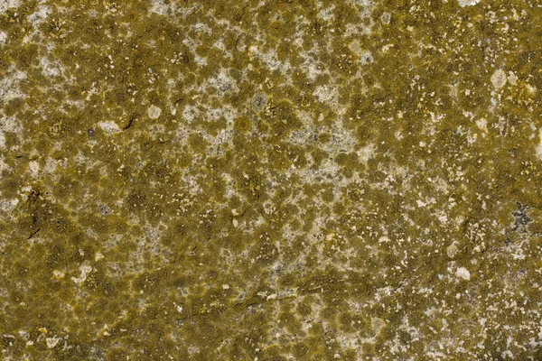 Líquen e musgo em uma superfície de concreto — Fotografia de Stock