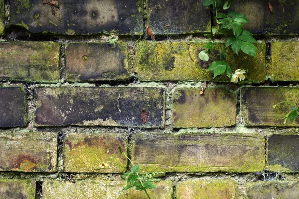 Vecchio muro del giardino — Foto Stock