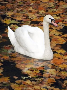 Swan clipart