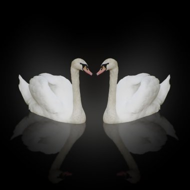 Two swans clipart