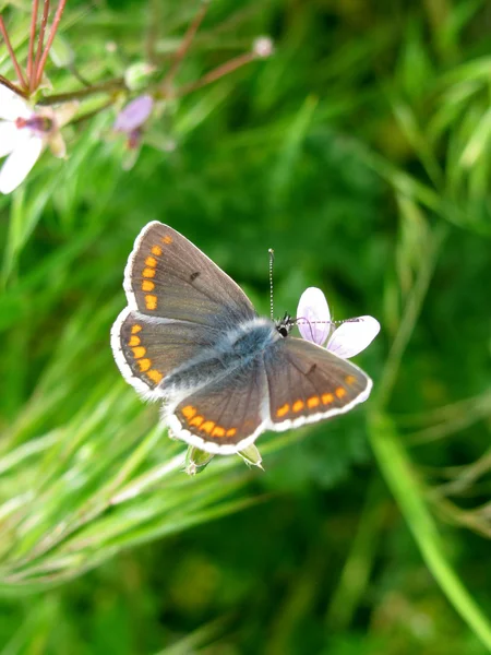 Butterfly in een gras — Stockfoto