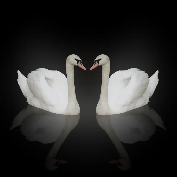 2 つの白鳥 — ストック写真