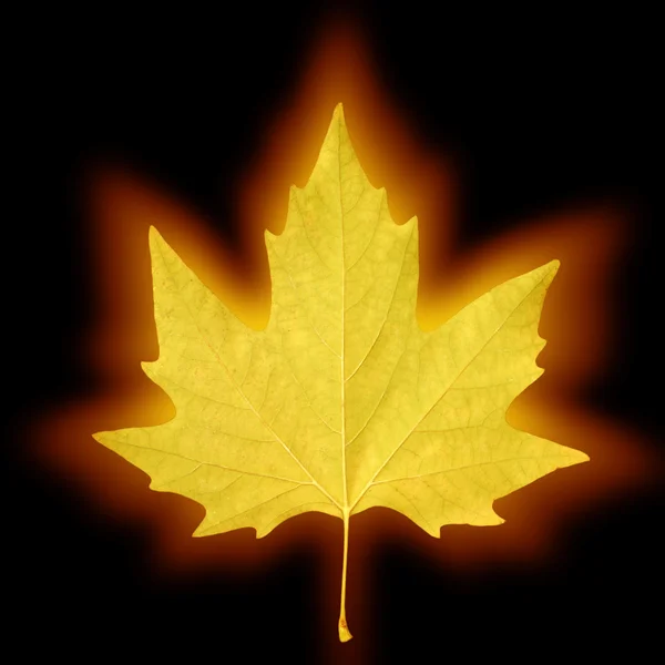 Shining maple leaf — Stock Photo, Image