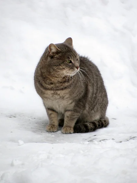 Kar üstünde kedi. — Stok fotoğraf