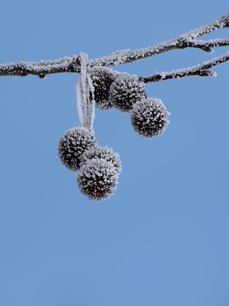 Frosty platan tree branch