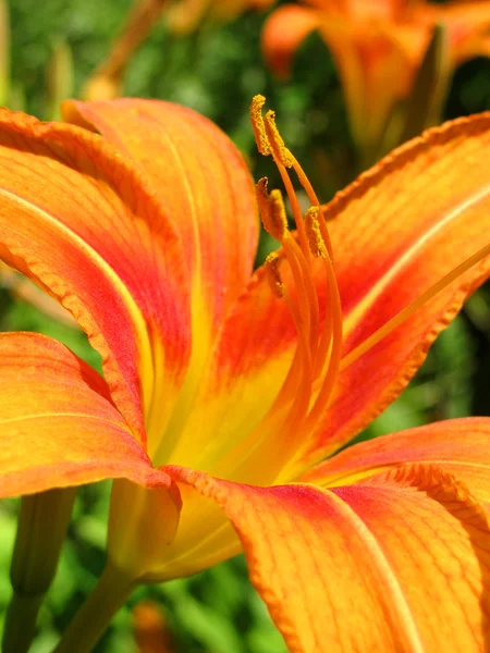 Bunga bakung oranye — Stok Foto