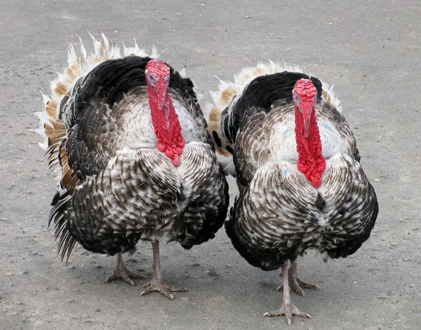 Two turkeys — Stock Photo, Image