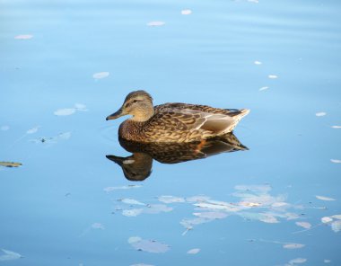 Grey duck clipart