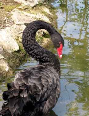 Black swan clipart