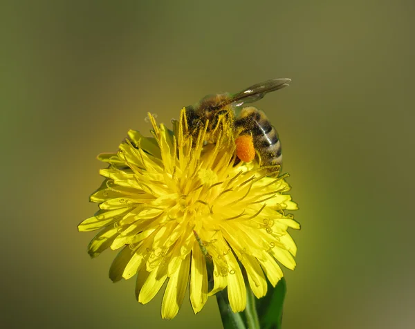 Bee mengumpulkan serbuk sari — Stok Foto