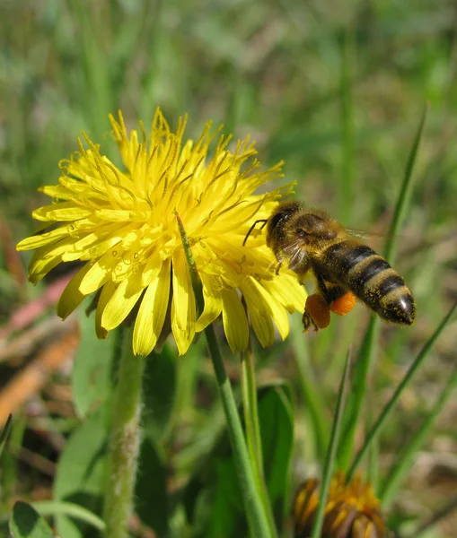 Bee and dandelion — Stock Photo, Image