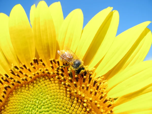 Пчела на подсолнухе — стоковое фото