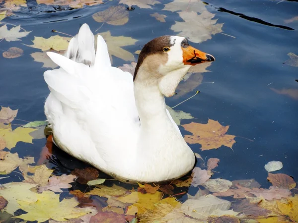 Duck in a pond — Stock Photo, Image