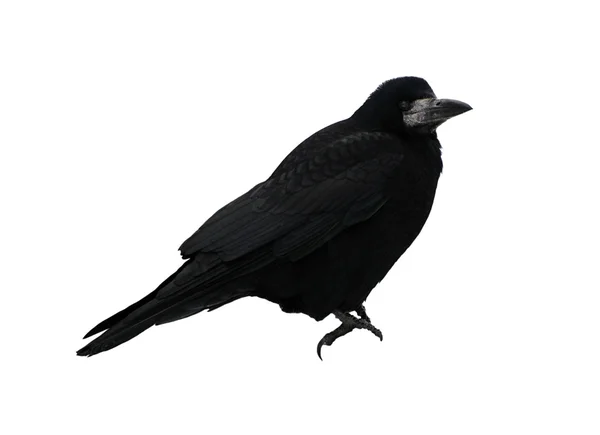 Black raven — Stock Photo, Image