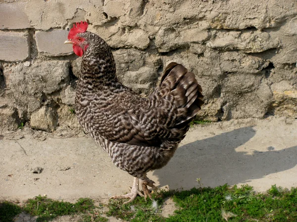 Hen in a yard — Stock Photo, Image