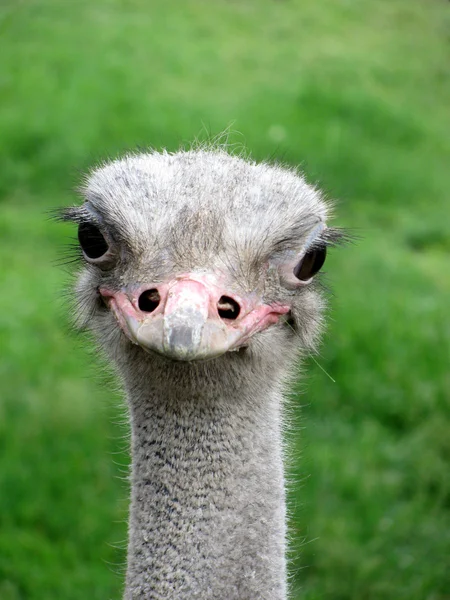 Smiling ostrich — Stock Photo, Image