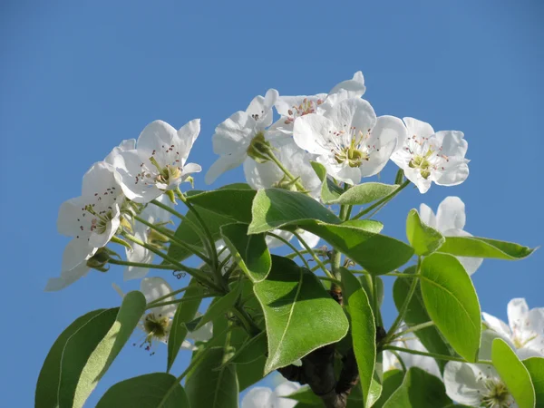 stock image Apple-tree blooming