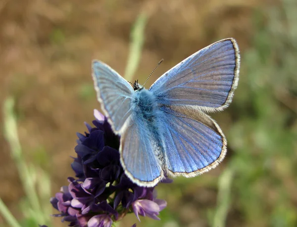 Papillon bleu — Photo