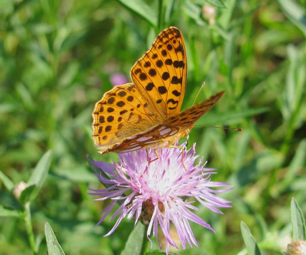Brauner Schmetterling — Stockfoto