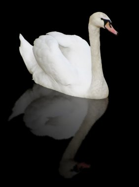 White swan clipart