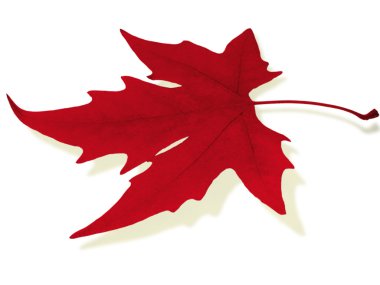 Red maple leaf clipart