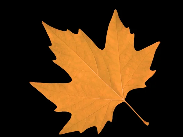 Бурый кленовый лист — стоковое фото