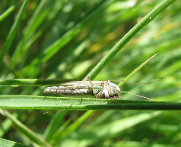 Grasshoper on a blade — Stock Photo, Image