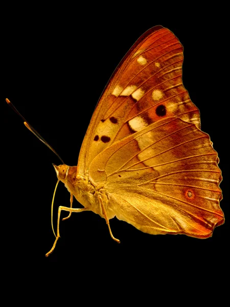 Золотая бабочка — стоковое фото