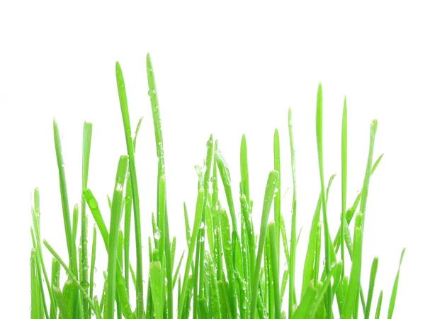 stock image Green grass