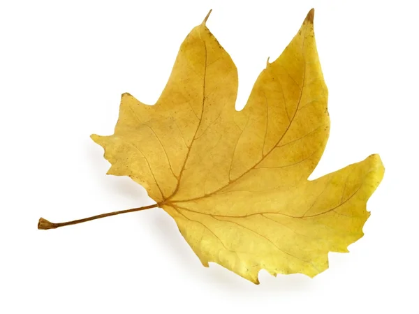 마른 단풍 잎 — 스톡 사진