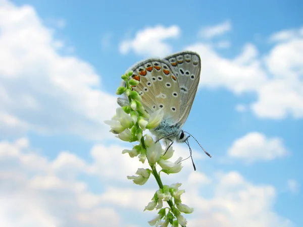 Üzerinde gökyüzü kelebek — Stok fotoğraf