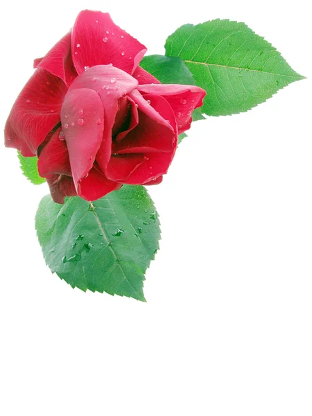 Роза с каплями дождя — стоковое фото