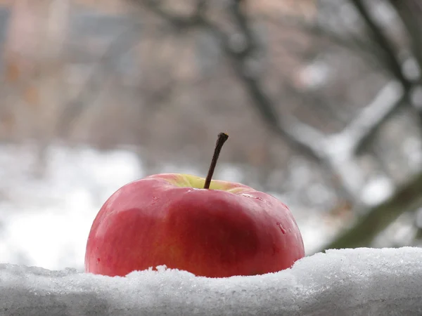Яблоко в снегу — стоковое фото