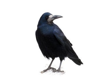Black raven clipart
