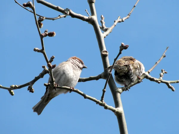 Sparrows — Stock Photo, Image
